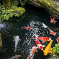 rr-koi-ponds